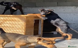 Mixed Breed dogs for adoption: Amelia, 8 months old, Available for adoption. - Advert 10