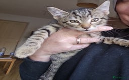 Mixed Breed cats for sale: Mixed breed kittens for sale! - Image 10