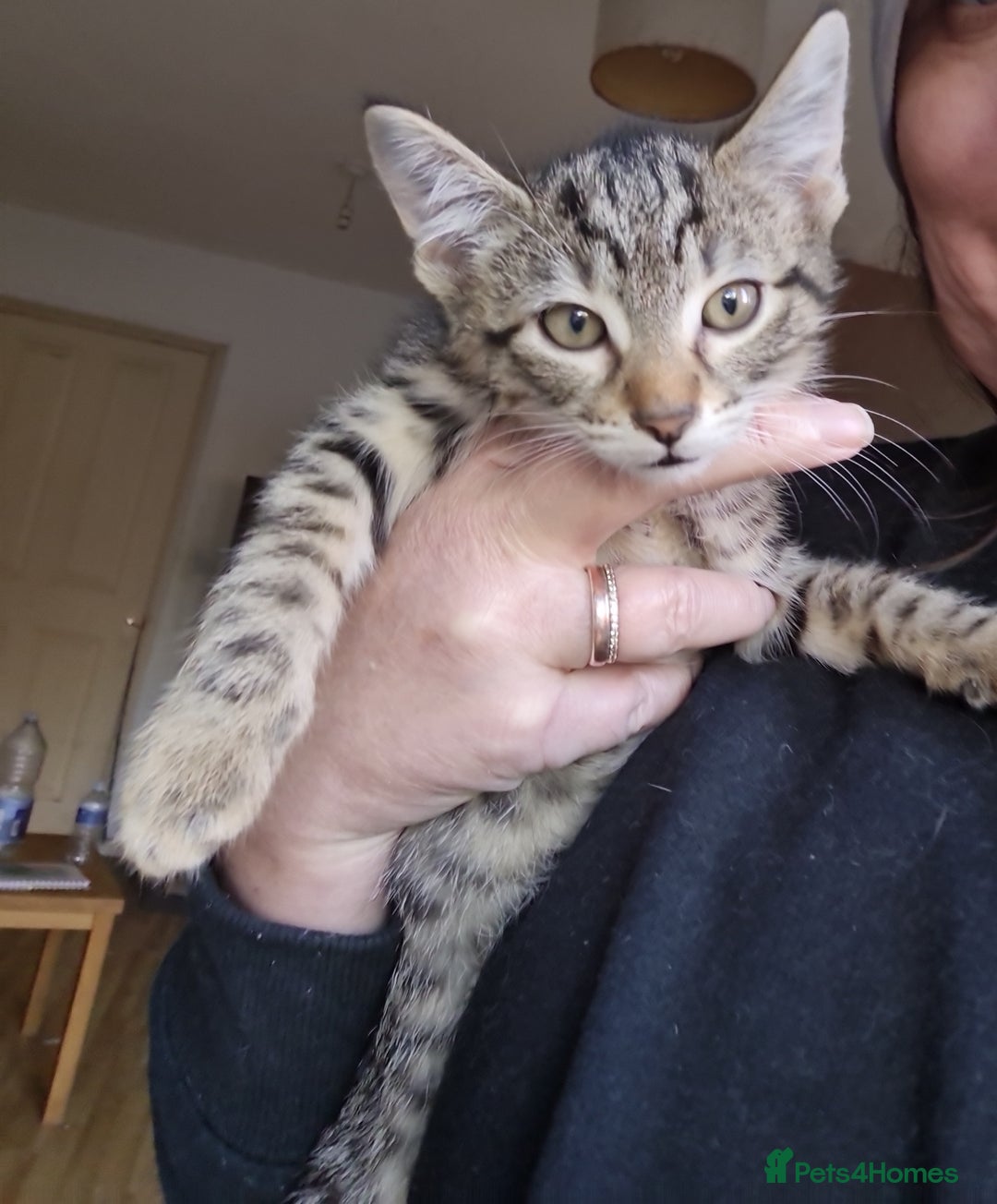 Mixed Breed cats for sale: Mixed breed kittens for sale! - Image 10