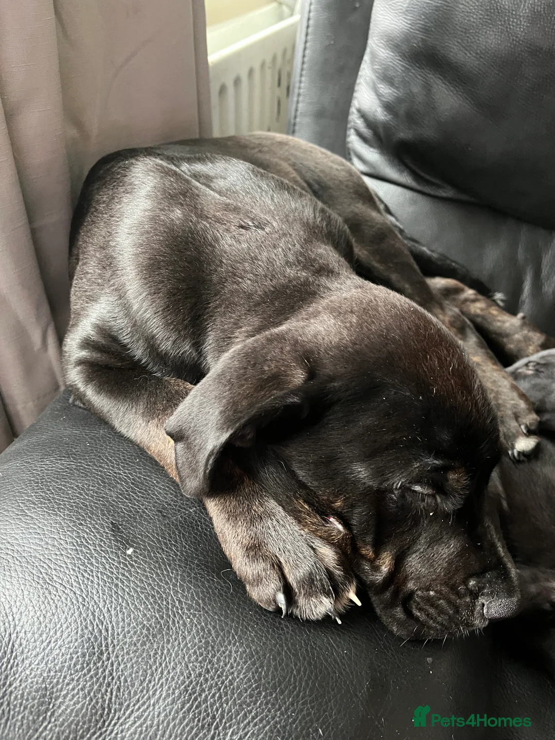 Mixed Breed dogs for sale: Bullmastiff cross puppies  - Advert 4