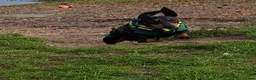 Miniature Dachshund dogs for sale: Little Man - Advert 1