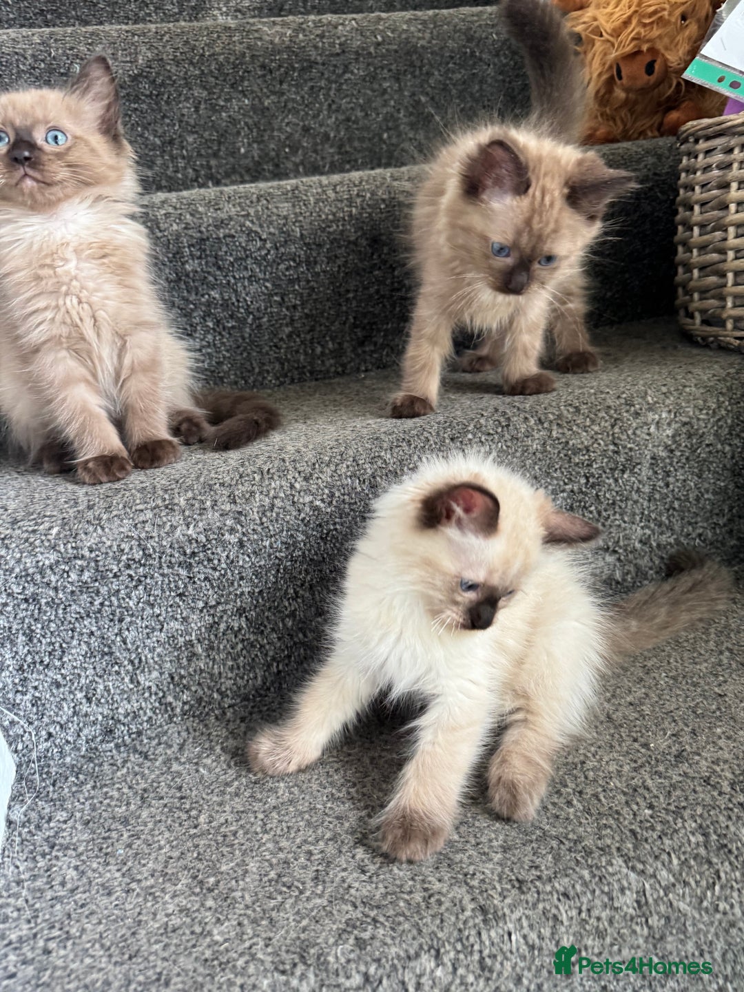 Ragdoll cats for sale: Beautiful Tica registered Ragdoll’s  - Image 10