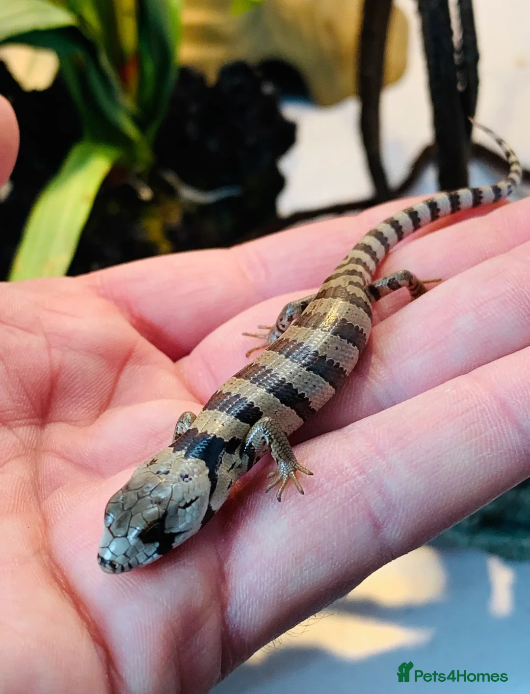 Skink reptiles for sale: Baby pink tongue skinks WOW AMAZING!! - Advert 2