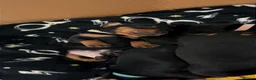Miniature Dachshund dogs for sale: Miniature short haired Black and Tan puppies  - Advert 11