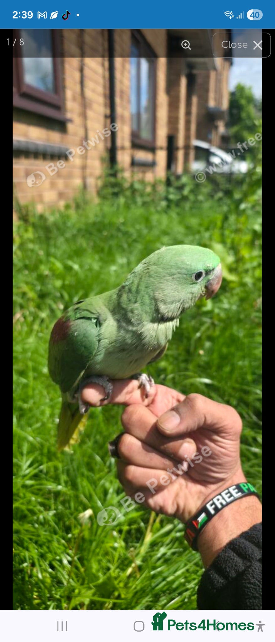 Parakeets birds Hand-Reared Baby Alexanderine Available to Reserve - Advert 1