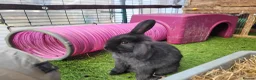 Mixed Breed rabbits for sale: Beautiful Rabbits - READY TO LEAVE - Advert 17