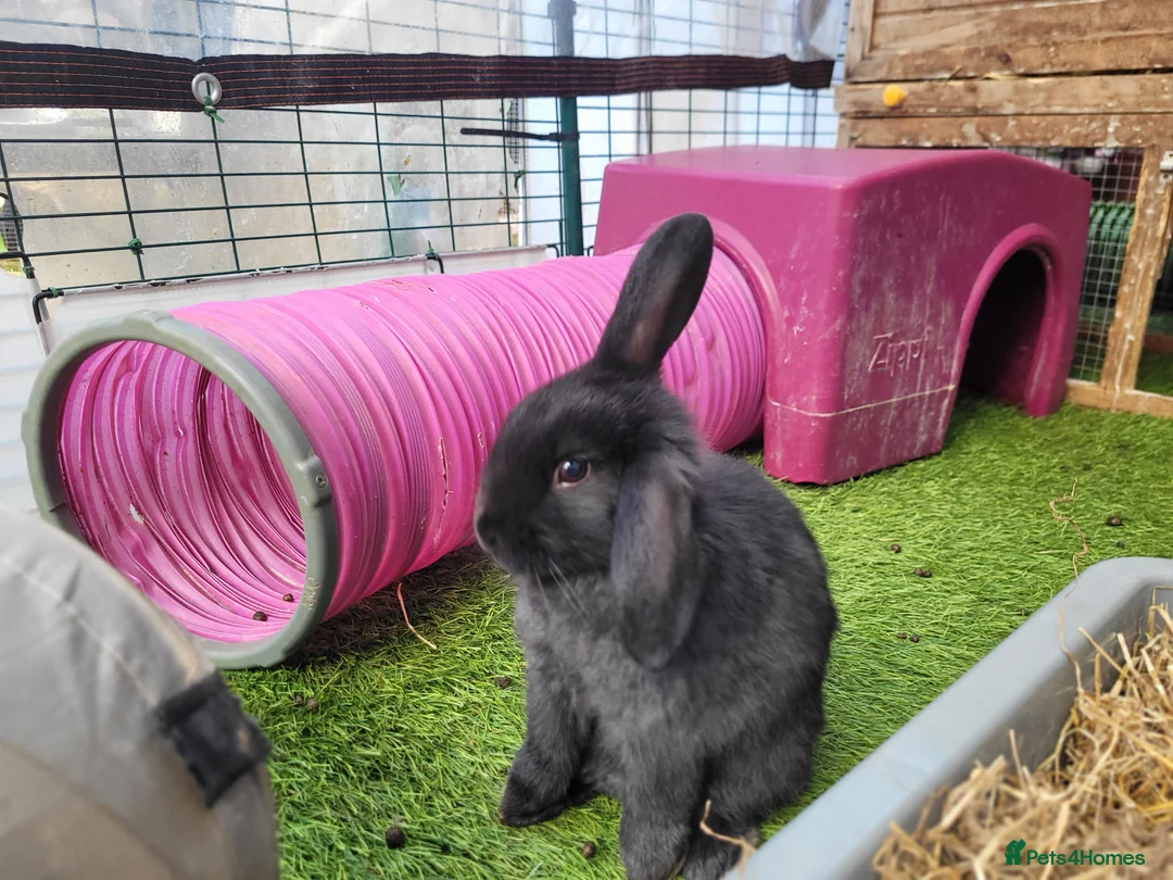 Mixed Breed rabbits for sale: Beautiful Rabbits - READY TO LEAVE - Advert 17