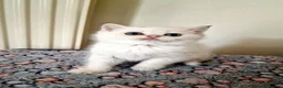 British Shorthair cats for sale: 🌟GCCF registred kittens 🌟 - Advert 34
