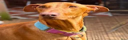 Mixed Breed dogs for adoption: Robbie - Spanish Podenco - Advert 4