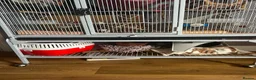 Rat rodents for sale: 2 male rats with cage and accessories  in Harleston - Advert 6