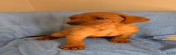 Labrador Retriever dogs for sale: 7 red fox Labrador puppies  - Advert 3