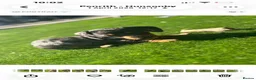 Dachshund dogs for sale: Miniature Dachshund in Penrith - Advert 2