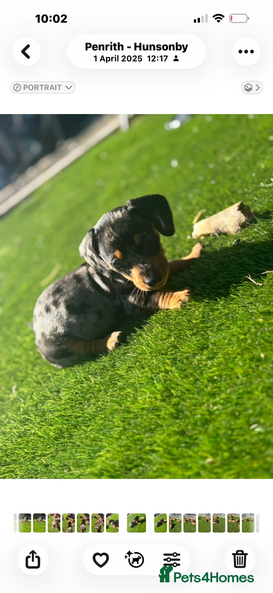 Dachshund dogs for sale: Miniature Dachshund in Penrith - Advert 2