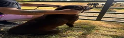 Labrador Retriever dogs for sale: Quality KC Reg Chocolate Labrador Retriever Adult - Advert 12