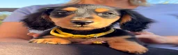 Miniature Dachshund dogs for sale: Long Haired - READY NOW. - Advert 7