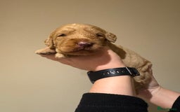 Labradoodle dogs for sale: Miniature Labradoodles - Image 15