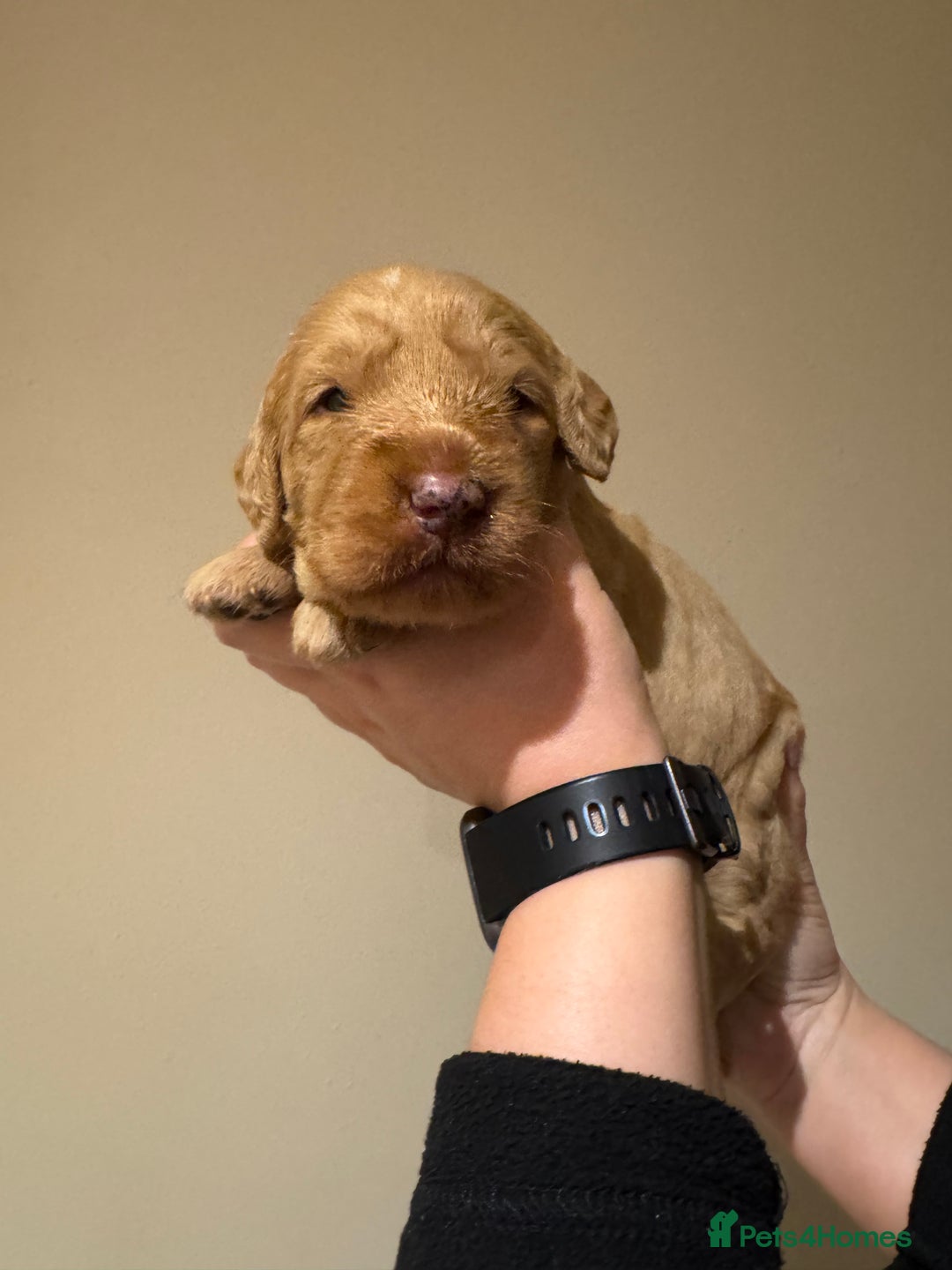 Labradoodle dogs for sale: Miniature Labradoodles - Image 15