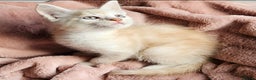 Maine Coon cats for sale: Half Maine Coon kittens - Advert 6