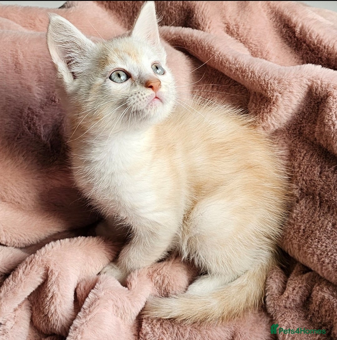 Maine Coon cats for sale: Half Maine Coon kittens - Advert 6