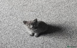 Russian Blue cats for sale: Female Russian blue - Image 3