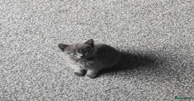 Russian Blue cats - Advert 7