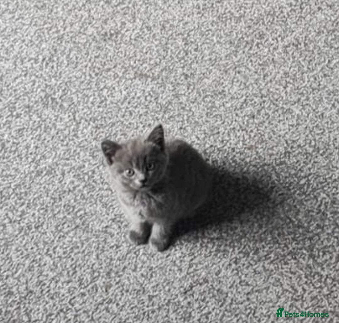 Russian Blue cats for sale: Female Russian blue - Image 3