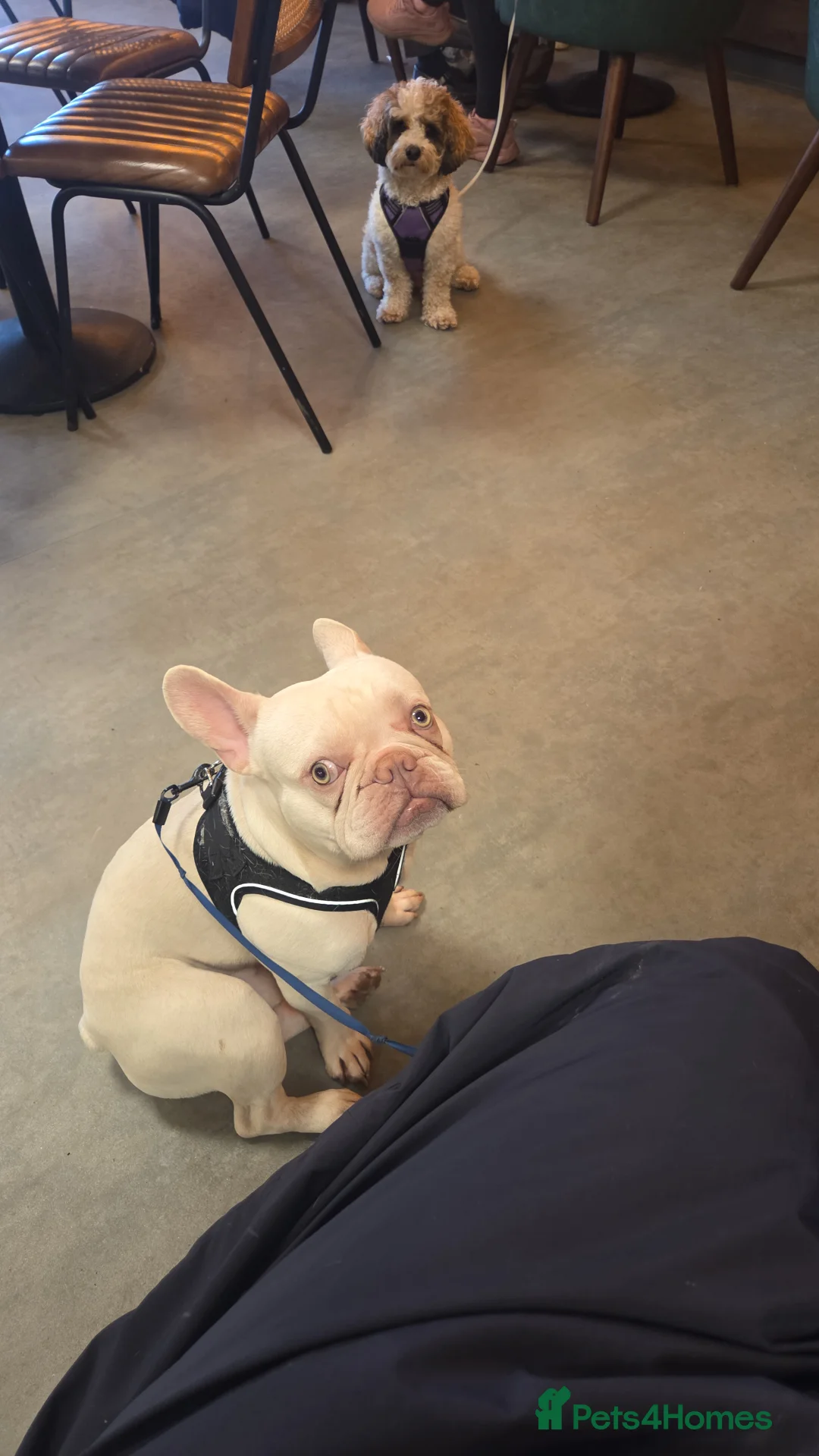 French Bulldog dogs for sale: Luca  in Aylesbury - Advert 2