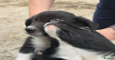 Border Collie dogs - Advert 2