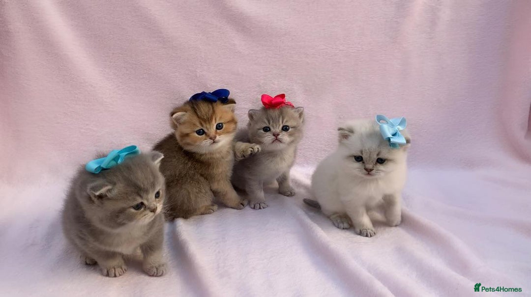 British Shorthair cats for sale: 💕 Pedigree GCCF blue golden British shorthair - Advert 7