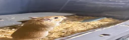Gerbil rodents for sale: 2 female gerbils  in Alfreton - Advert 1
