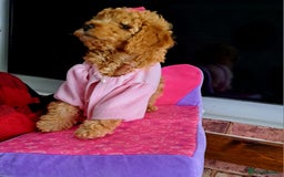 Cockapoo dogs for sale: 1 Female left  F1B TOY poodle/Cockapoo  - Image 2