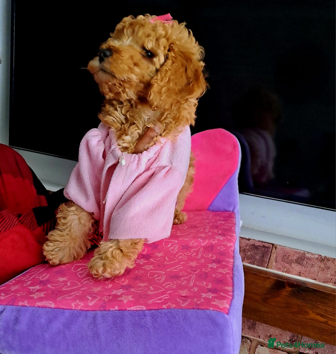 Cockapoo dogs for sale: 1 Female left  F1B TOY poodle/Cockapoo  - Image 2