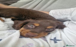 Mixed Breed dogs for sale: Cockerpoo - Image 6