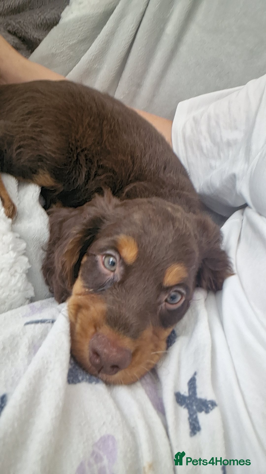 Mixed Breed dogs for sale: Cockerpoo - Image 6