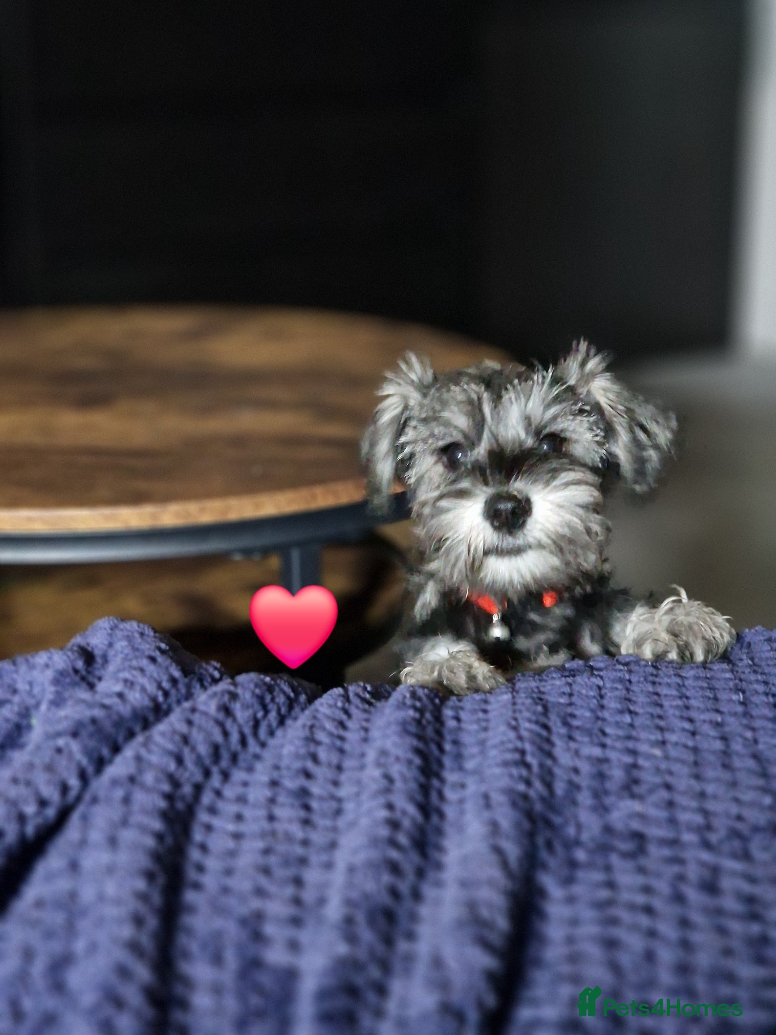 Miniature Schnauzer dogs 4 miniature schnauzers girls - Advert 4