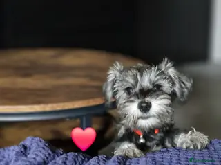 Miniature Schnauzer dogs 4 miniature schnauzers girls - Advert 4