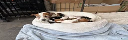 Jack Russell dogs for sale: Beautiful litter of 7 amazing Jack Russel puppies - Advert 25