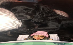 Cocker Spaniel dogs for stud: KC registered Cocker Spaniel Striker for stud - Image 30