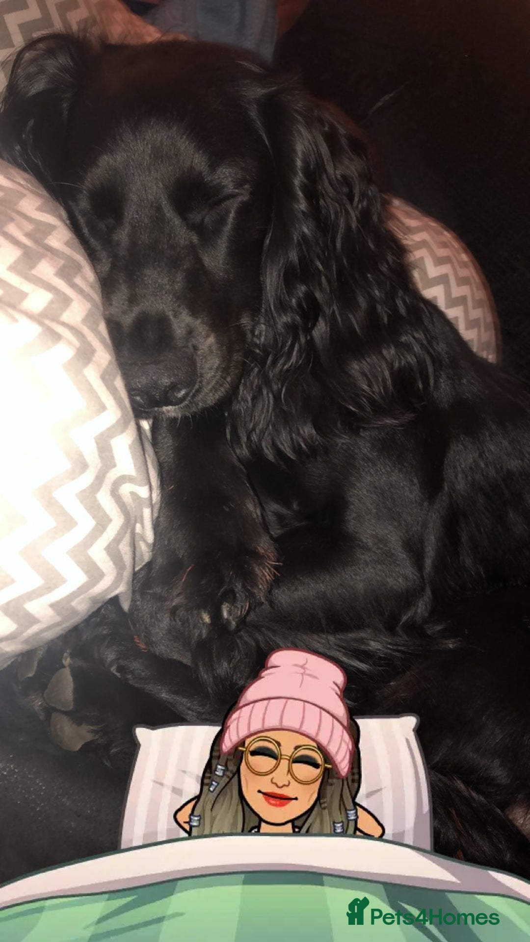 Cocker Spaniel dogs for stud: KC registered Cocker Spaniel Striker for stud - Image 30