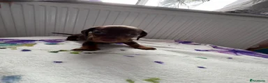 Dachshund 1