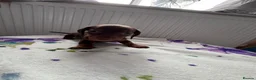 Dachshund dogs for sale: Dachshund  - Advert 7