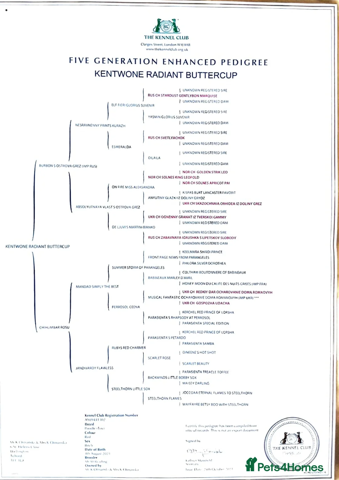 Toy Poodle dogs for sale: Champion blood Beautiful solid red KC toy poodle - Advert 2
