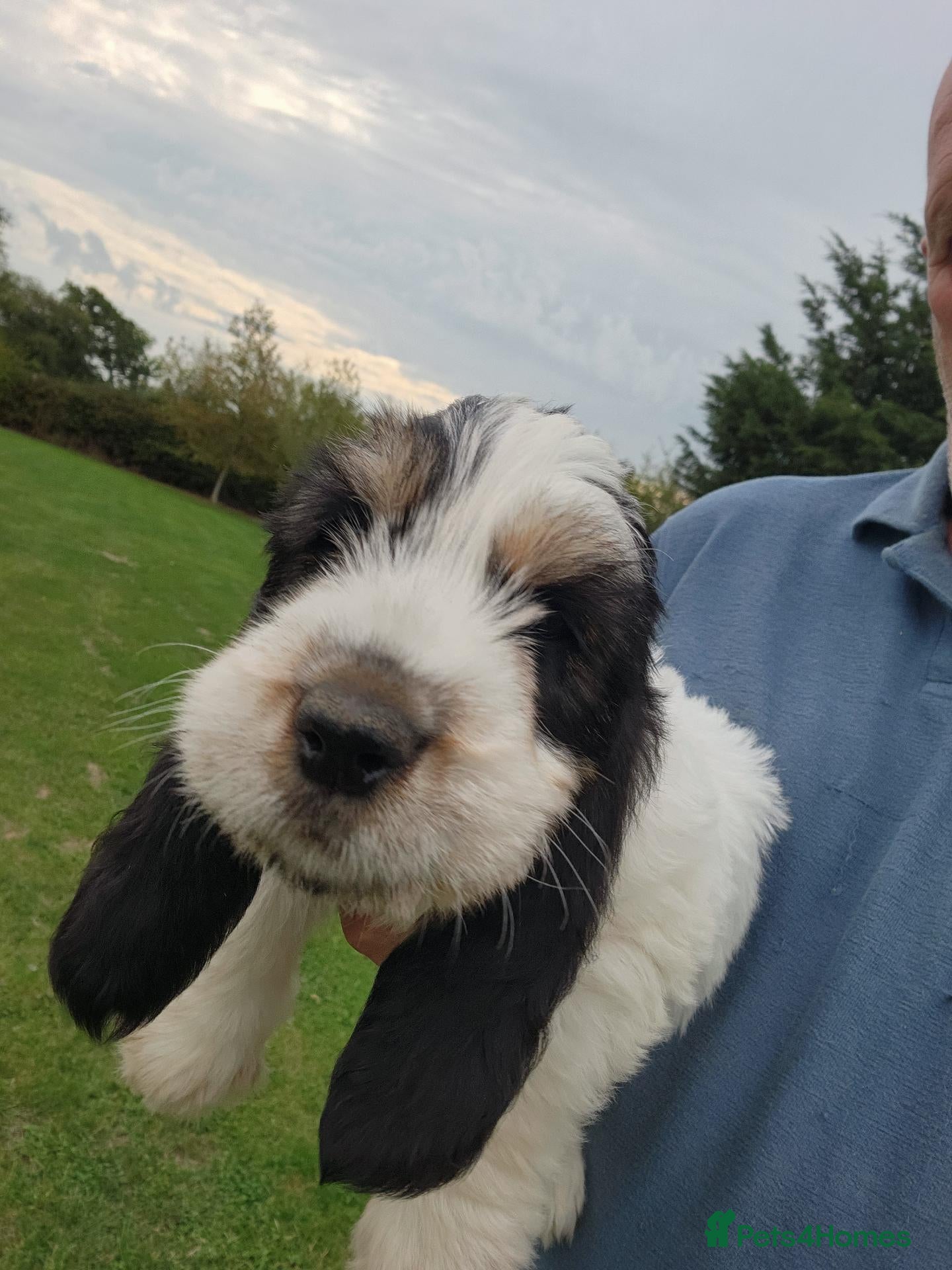 Basset Griffon Vendeen dogs 2 left. Griffon grand bassets  - Advert 1