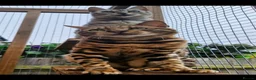 Bengal cats for sale: TICA Brown carrier snow male bengal - Advert 3