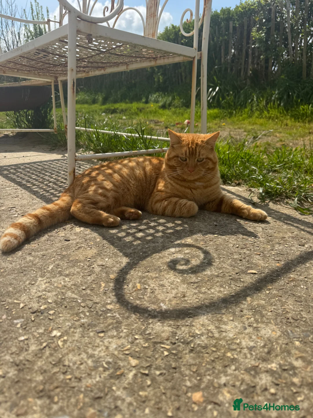 Mixed Breed cats for sale: Beautiful Kittens For Sale  - Advert 2