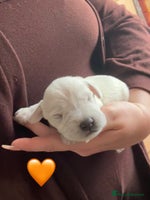 Miniature Schnauzer dogs - Advert 4