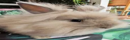 Lionhead rabbits for sale: Lion head female lady baby and madam fig - Advert 2