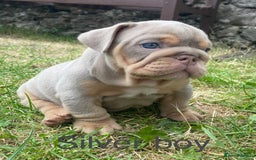 English Bulldog dogs for sale: Beautiful KC lilac & tan English bulldog puppies - Image 24