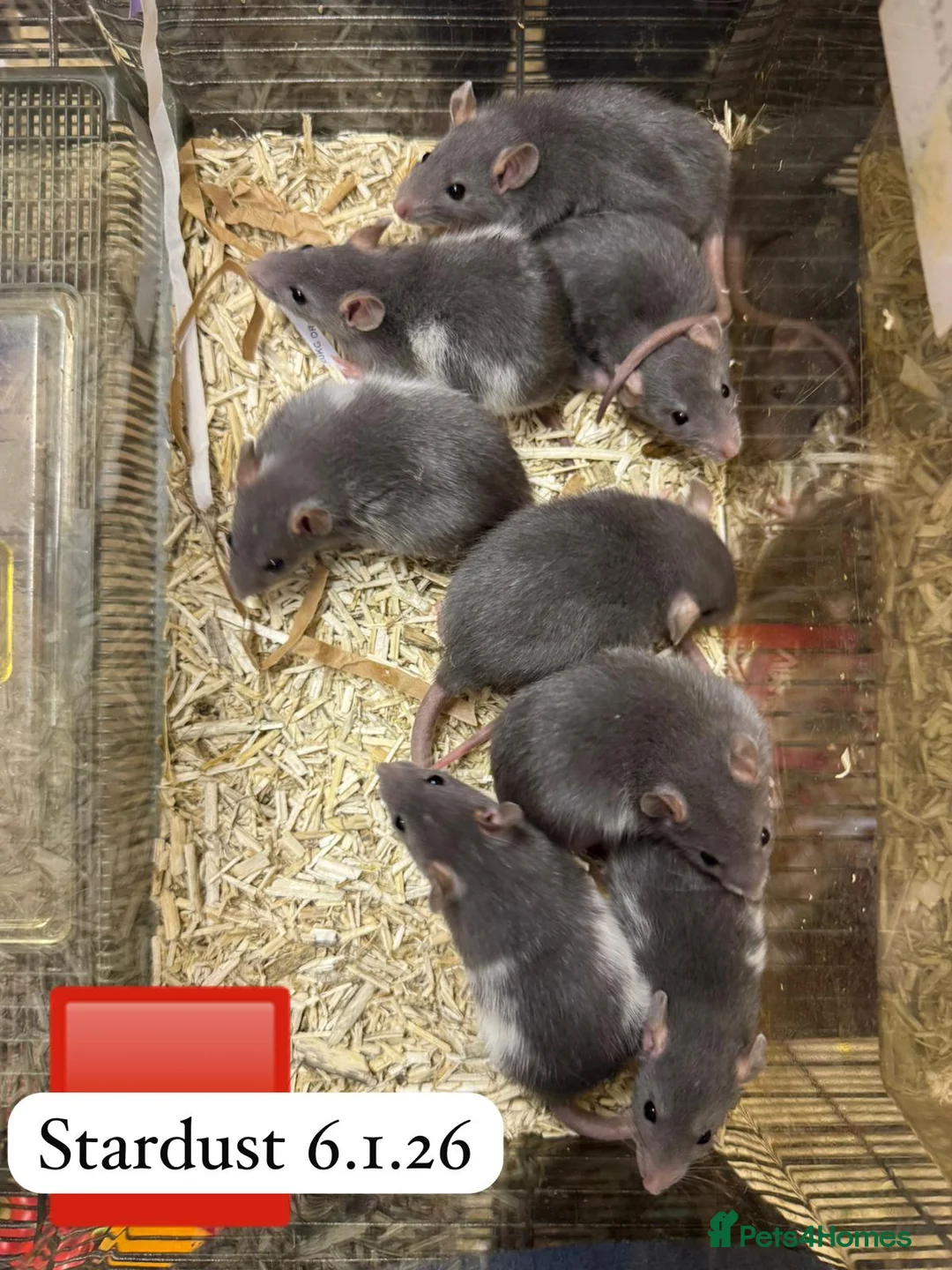 Rat rodents for sale: Gorgeous baby rats dwarf and full size Sheffield - Advert 14