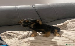 Jackapoo dogs for sale: Beautiful Jackapoo Puppy Black and Tan  - Image 6